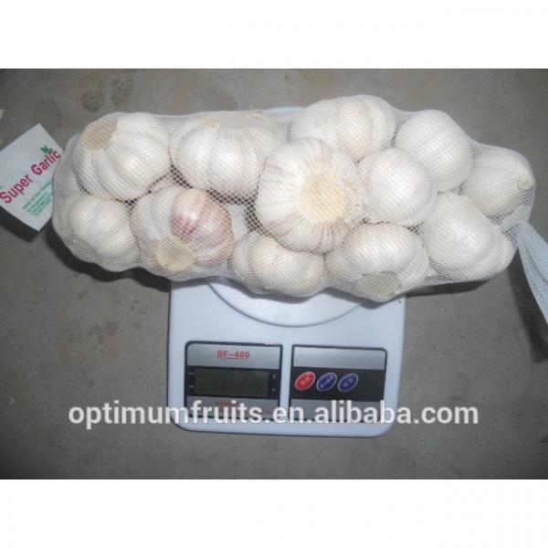 fresh white garlic from China top quality #5 image