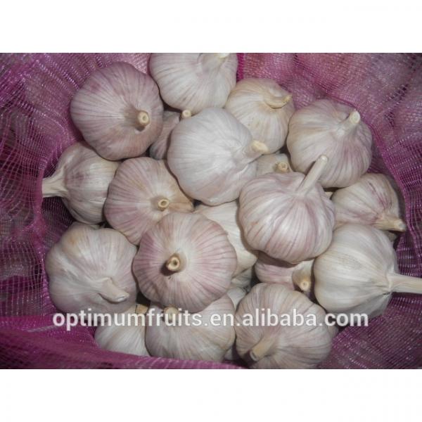 Global GAP CERTIFICATION Chinese fresh white garlic for sale #5 image