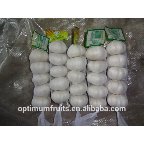 China high quality fresh garlic with competitive price #2 image