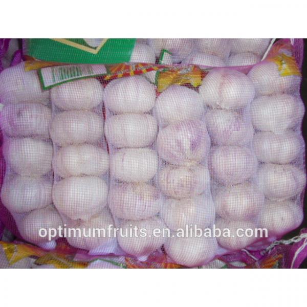 China high quality fresh garlic with competitive price #4 image