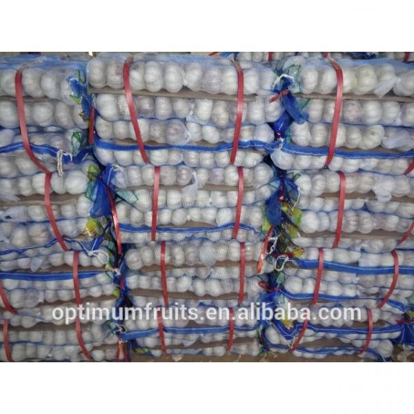 Normal white garlic and pure white garlic from China best quality #5 image