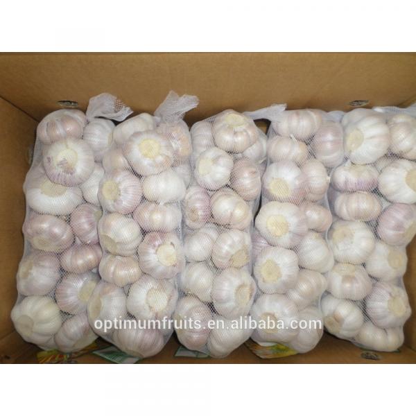 Fresh garlic/jinxiang garlic #1 image