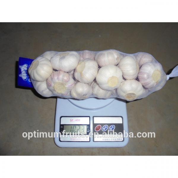 Fresh garlic/jinxiang garlic #2 image