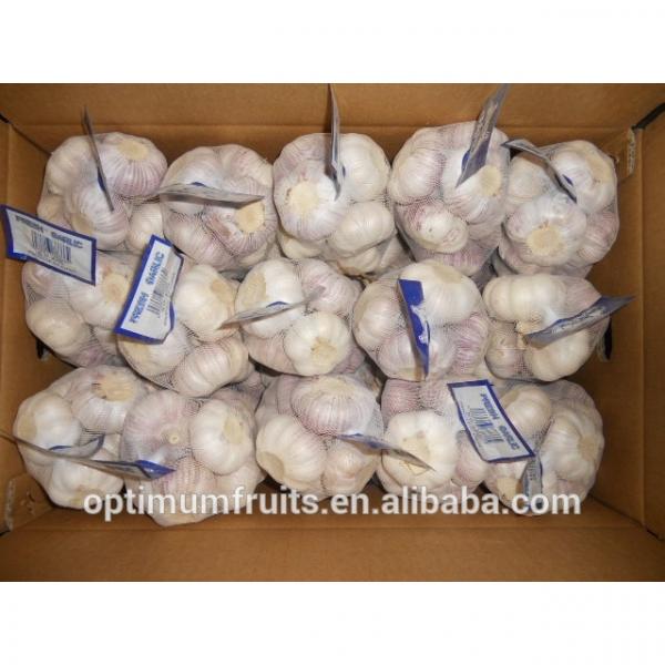 Fresh garlic/jinxiang garlic #5 image