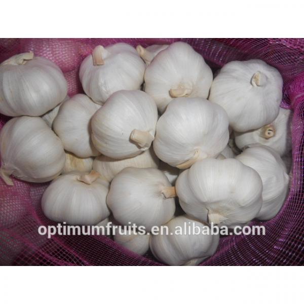 Fresh red garlic for European market #3 image