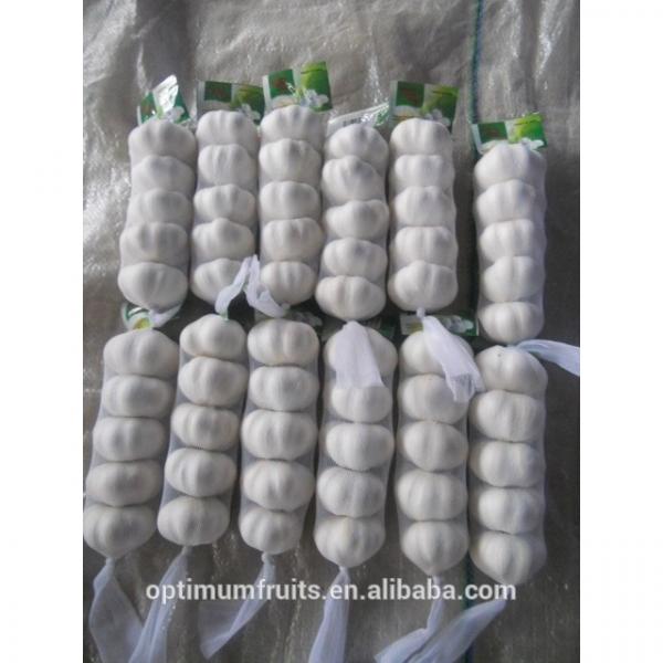 Fresh Natural white garlic in small mesh bag packing #1 image