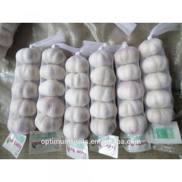 Fresh Natural white garlic in small mesh bag packing #3 image