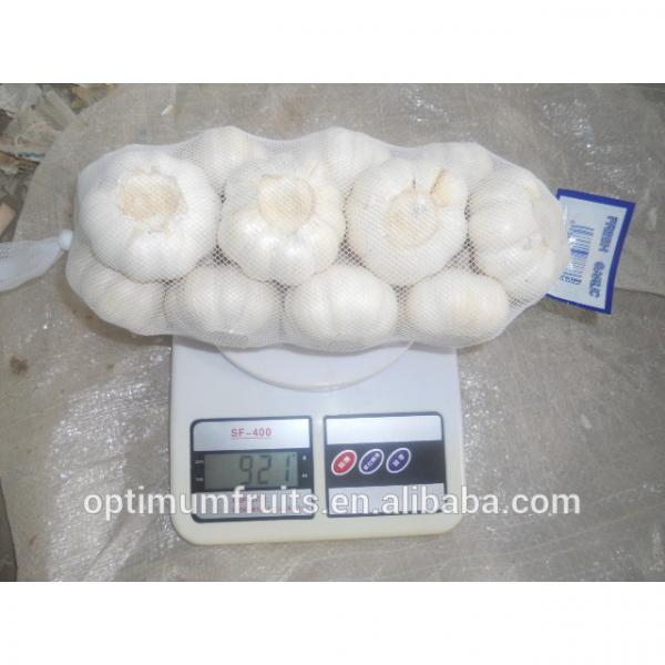 Fresh Natural white garlic in small mesh bag packing #4 image