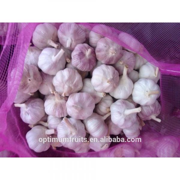 Chinese fresh pure white garlic 5.5cm #1 image