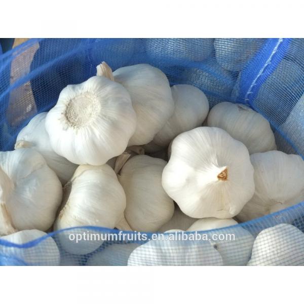 Chinese fresh pure white garlic 5.5cm #3 image