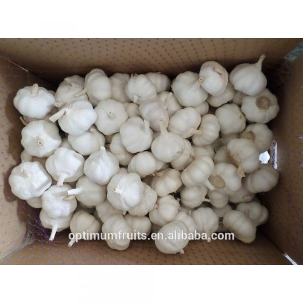 Chinese fresh pure white garlic 5.5cm #4 image