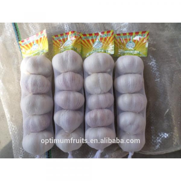 China origin wholesale garlic price #1 image