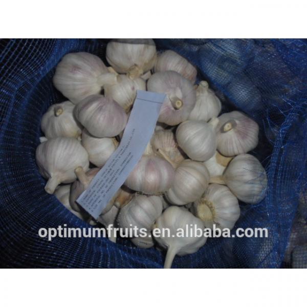 China origin wholesale garlic price #4 image