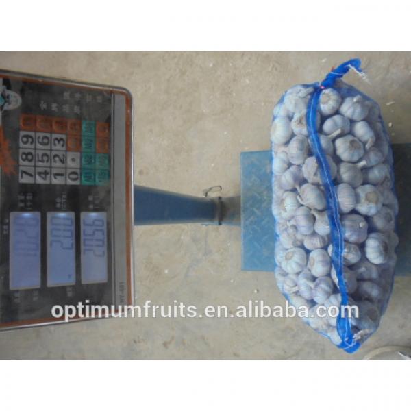 China origin wholesale garlic price #5 image