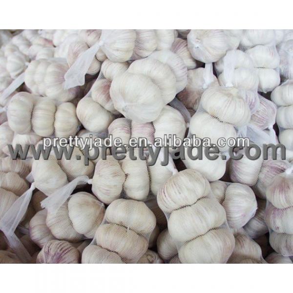 fresh garlic with reasonable price #1 image