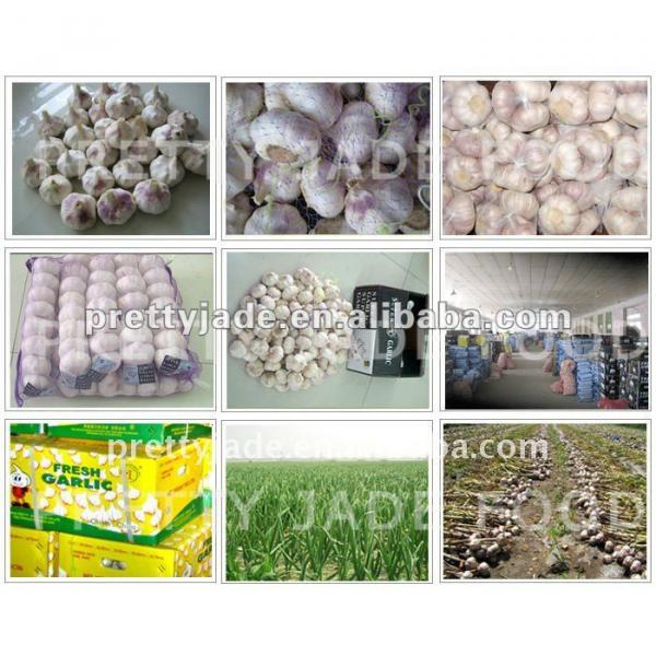 fresh garlic for sale #1 image