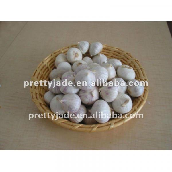 China wholesale white garlic 2013 #1 image