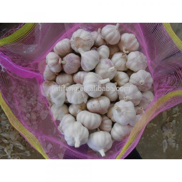 all the year supply Chinese high quality fresh Normal White Garlic / fresh Garlic #1 image