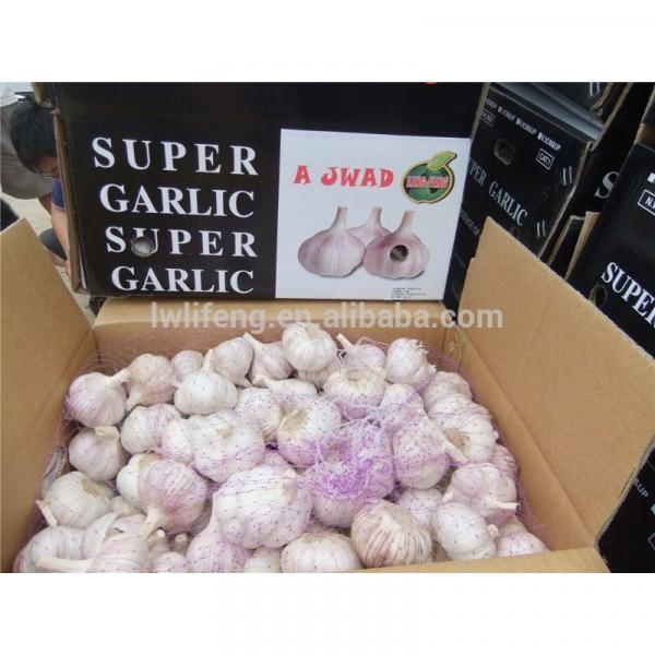 all the year supply Chinese high quality fresh Normal White Garlic / fresh Garlic #2 image