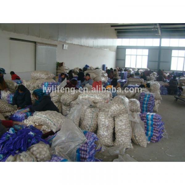 all the year supply Chinese high quality fresh Normal White Garlic / fresh Garlic #3 image