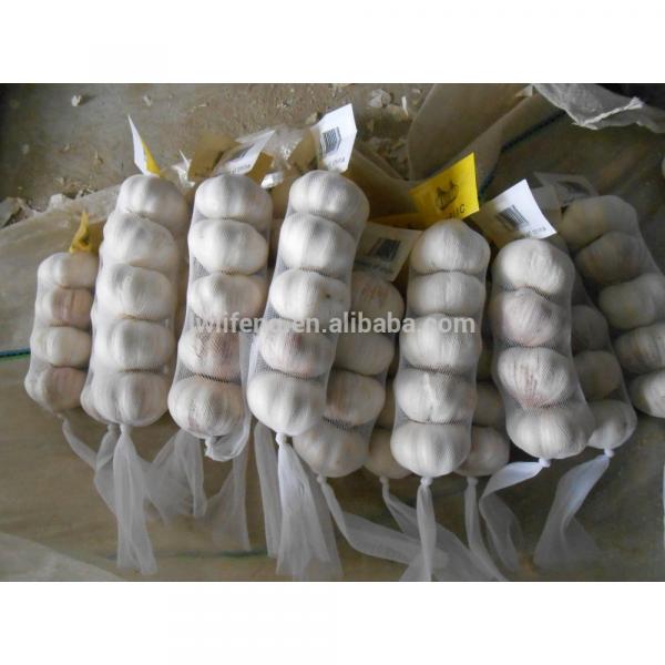 top quality White Garlic / fresh Garlic / Chinese garlic #5 image