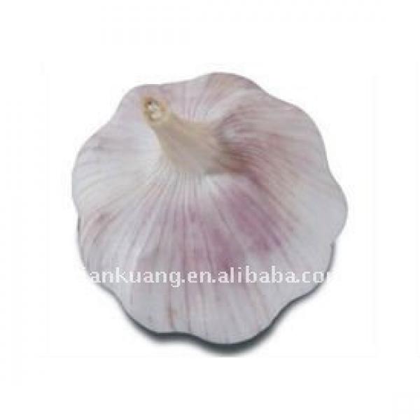 chinese normal garlic #1 image