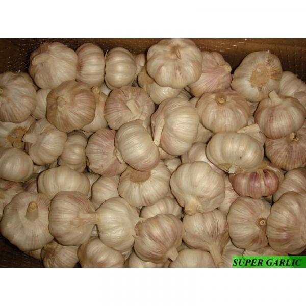 Chinese normal white garlic #1 image