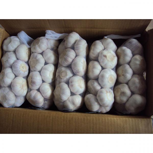 china natural fresh pure white garlic #1 image