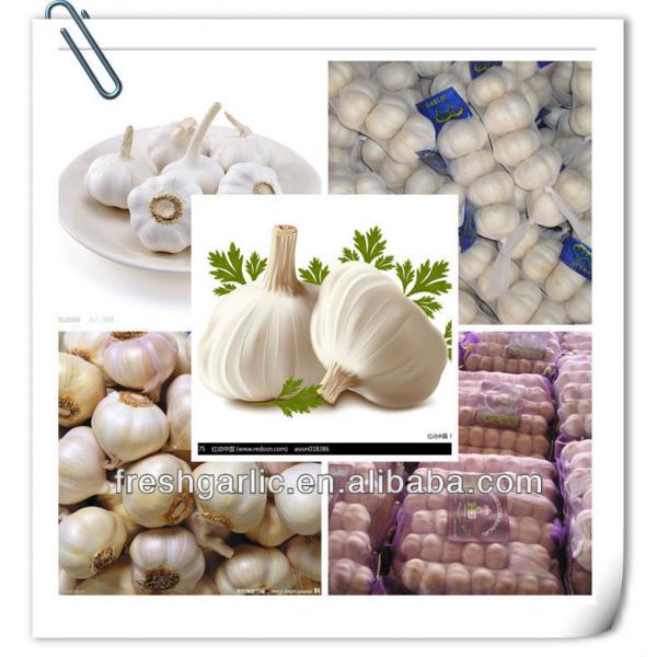 natural fresh garlic #1 image