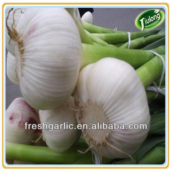 Fresh natual garlic #3 image