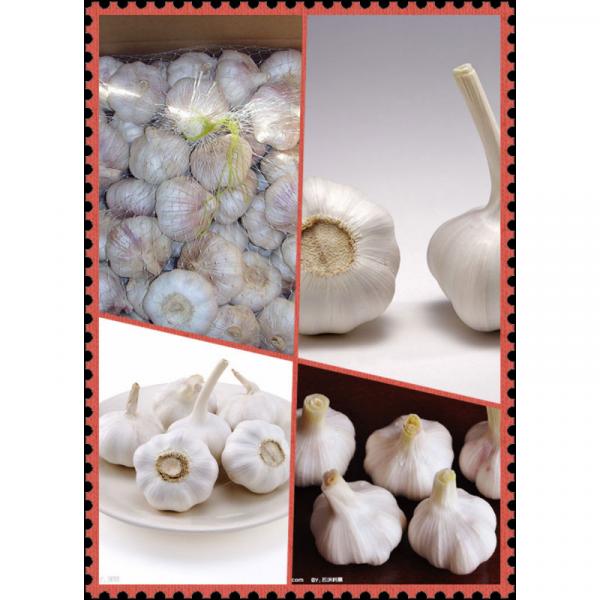 Best choice brand products/ Hot sale fresh Garlic #1 image