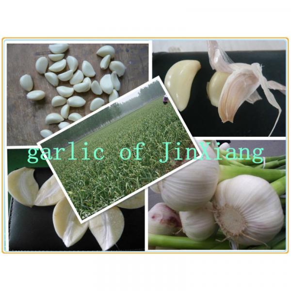 Fresh garlic in cold storage for sale #1 image