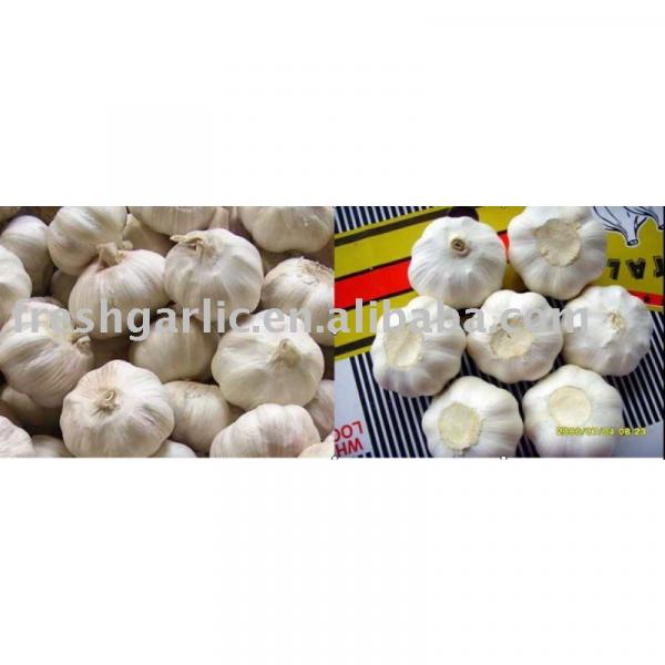 Chinese Garlic #1 image