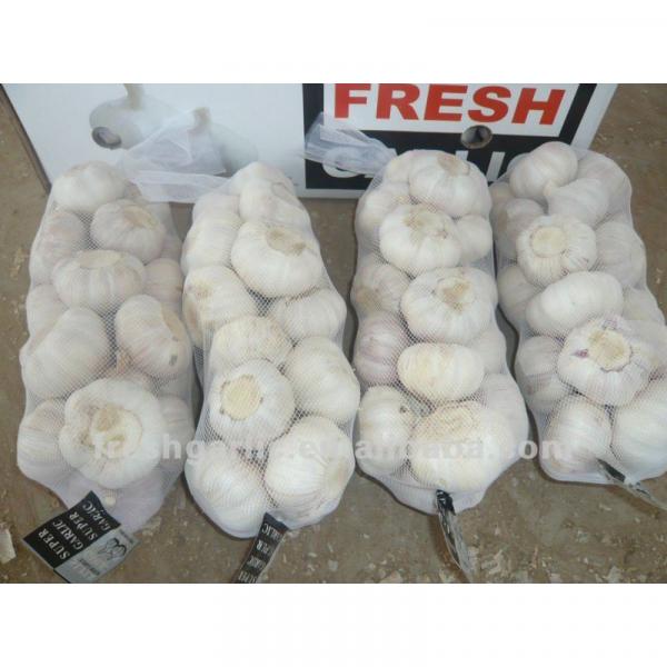 super fresh garlic 2017 the cheapest #1 image