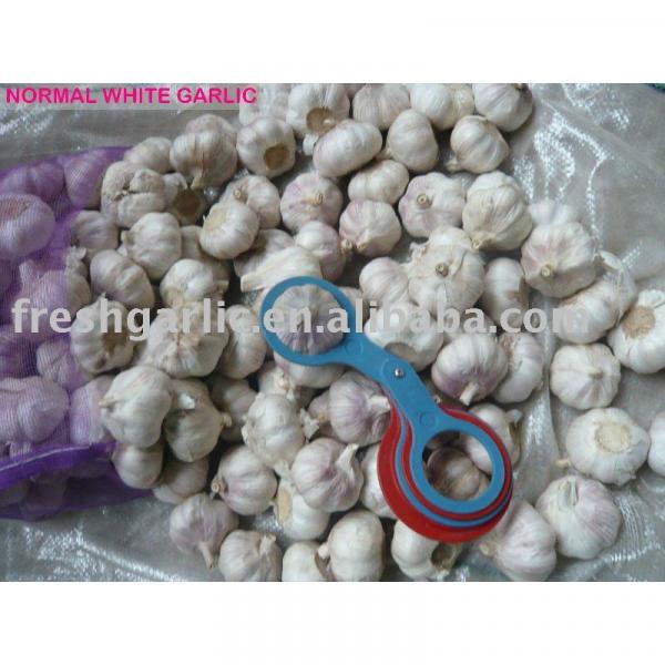 Best selling products and fresh vegetable garlic #1 image