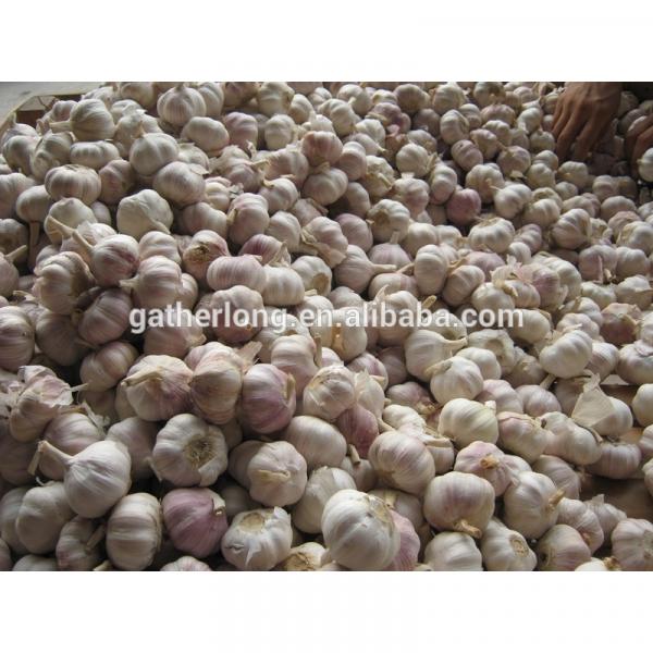 Sell 2017 Crop Fresh garlic - Spicy - Best price #5 image