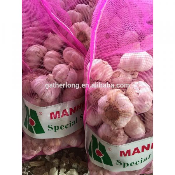 Supply Fresh Garlic with High Quality in Low Price #3 image