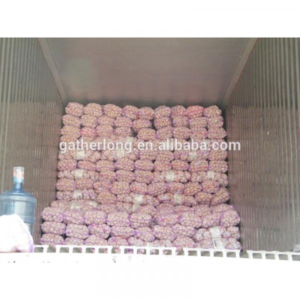 Supply Fresh Garlic with High Quality in Low Price #5 image