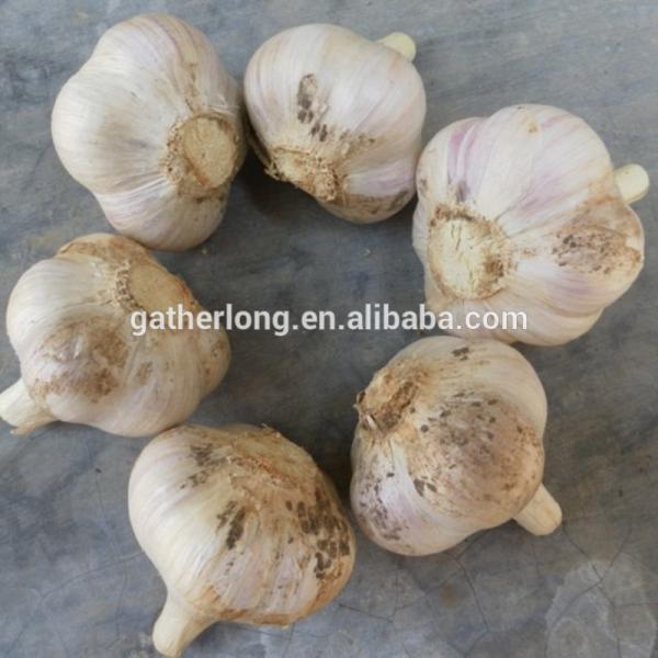 China Garlic of 2017 Crop in Hot Sale #3 image