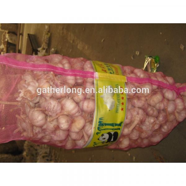 China Garlic of 2017 Crop in Hot Sale #4 image