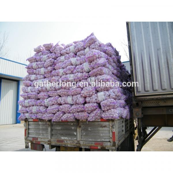 China Garlic of 2017 Crop in Hot Sale #5 image