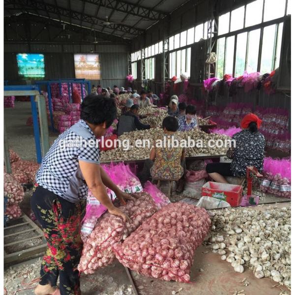 Garlic Box 10kg Exporting Standard Chinese Fresh Garlic with Reasonable Price #4 image