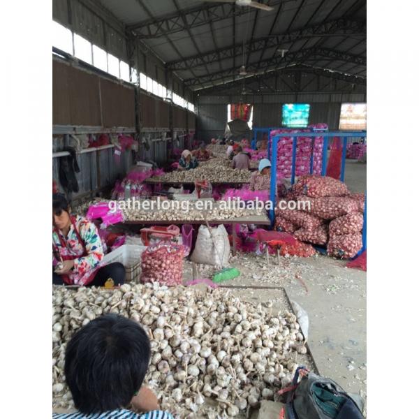 Garlic Box 10kg Exporting Standard Chinese Fresh Garlic with Reasonable Price #5 image