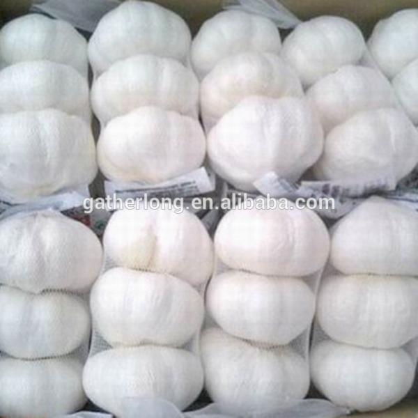 Pure/Snow/All White Garlic for North America Market #1 image