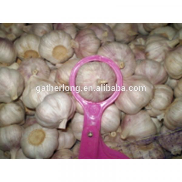 2017 New Crop China Fresh /Purple Garlic /Normal White Garlic/ Red Garlic #1 image