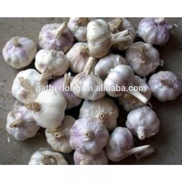 2017 New Crop China Fresh /Purple Garlic /Normal White Garlic/ Red Garlic #3 image