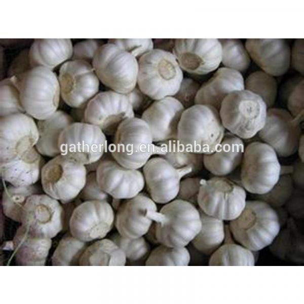 2017 New Crop China Fresh /Purple Garlic /Normal White Garlic/ Red Garlic #4 image