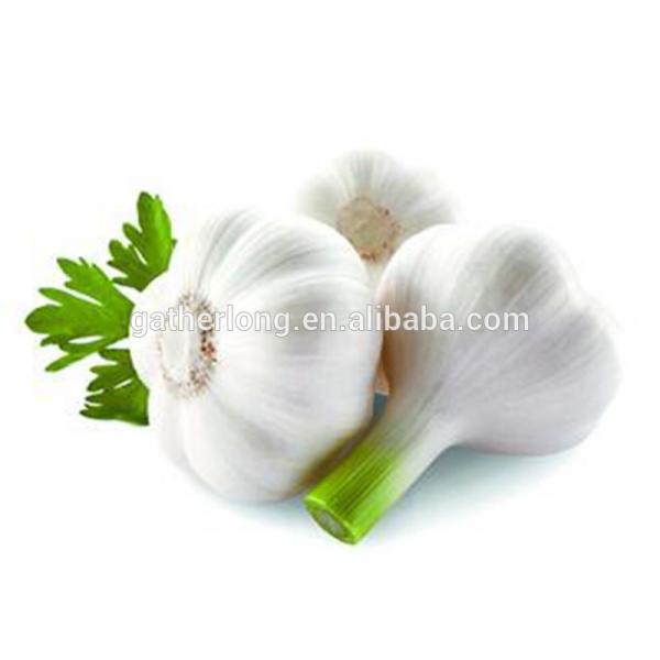 Four Seasons Supplier Wholesale of Fresh Garlic 2017&#39; #4 image