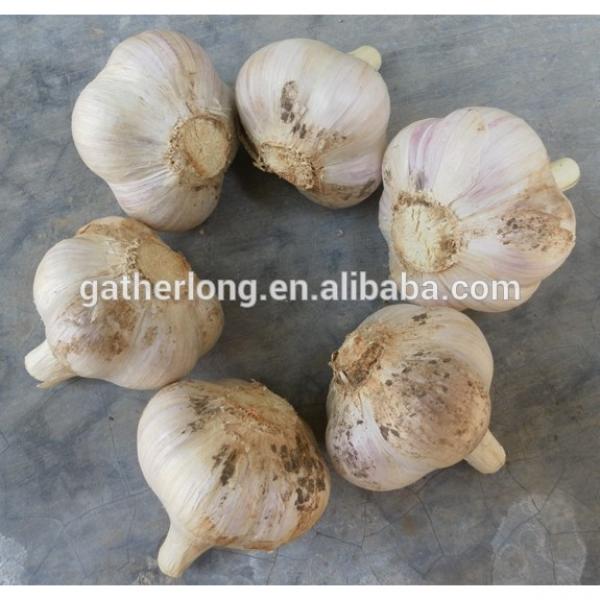 New Crop Garlic with Factory Price in own Plant #1 image