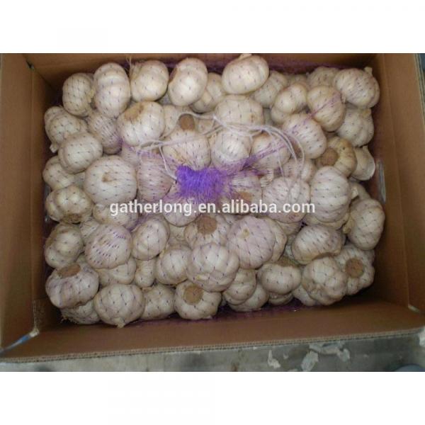 Offer Ali/Alho/Ajo/Garlic,Spice Vegetables of Garlic #2 image